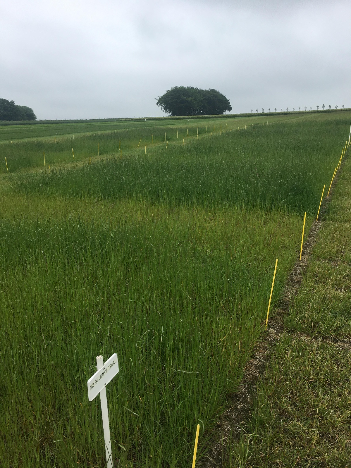 locked, randomised and replicated field plot trial carried out on grass by SRUC, 2020.