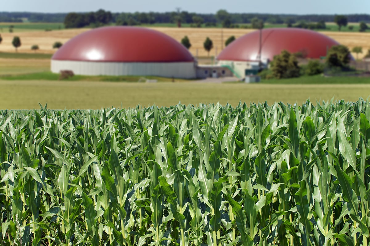 Waste or resource - last paragraph - biogas maize corn shutterstock_146705414