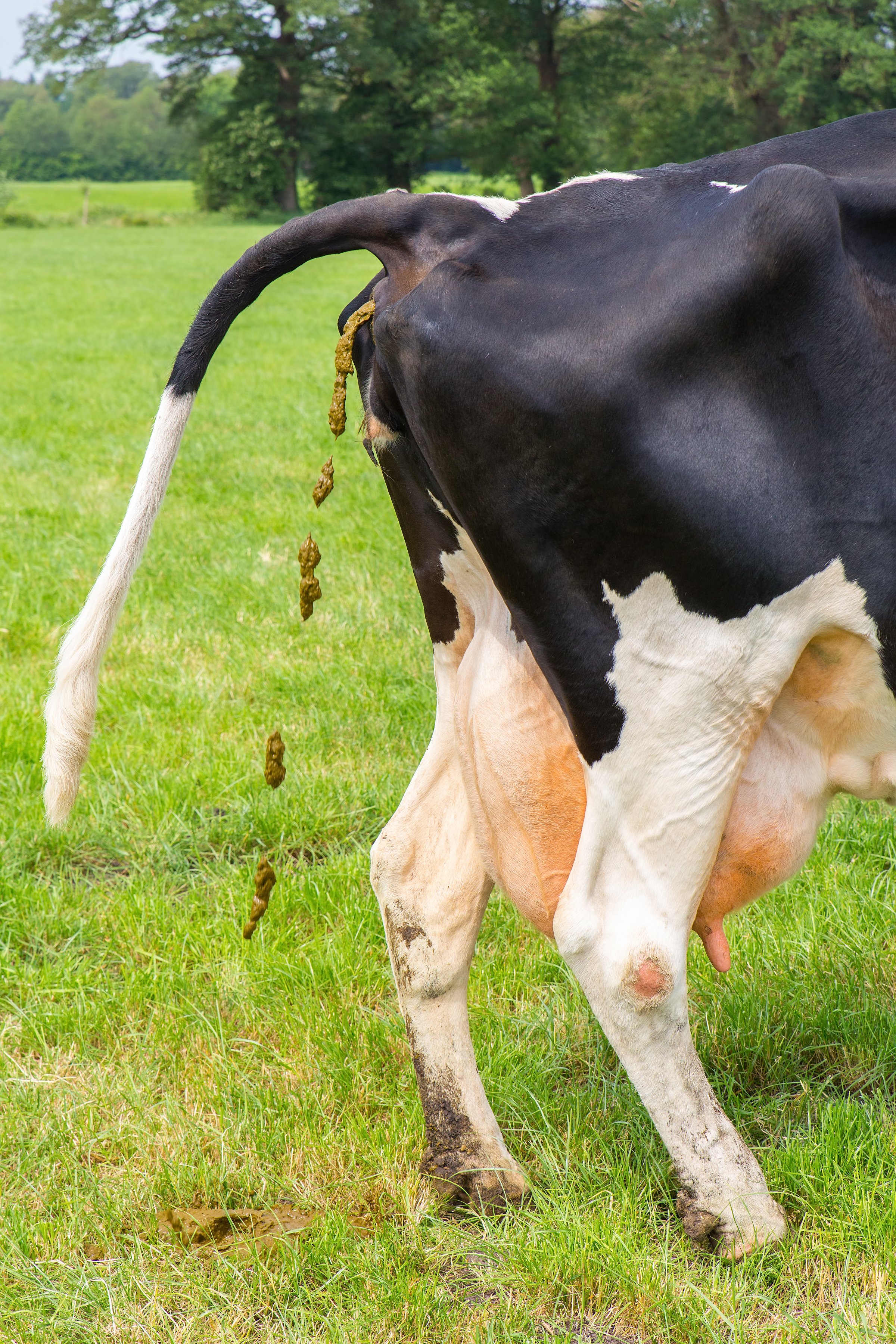 Rear of dutch cow with cow manure in meadow- shutterstock